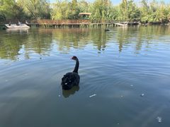 -溱湖国家湿地公园