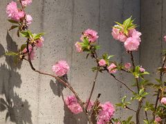 -The Flowers Coffee(南山店)