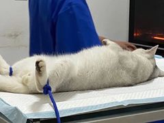 -灵美宠物诊所