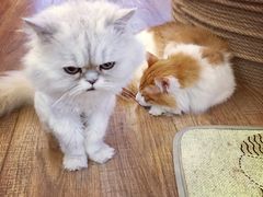 -猫的茶·猫咖