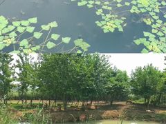 -泗洪洪泽湖湿地景区