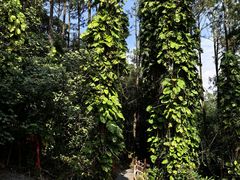-海南文笔峰盘古文化旅游区