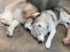 -TrueLove @ Neverland (Husky Cafe)