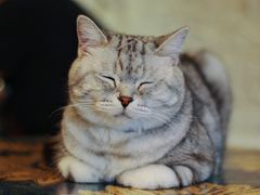 -平行世界·猫咖(首经贸店)