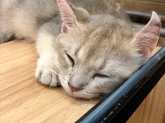 -袖虎·猫馆(体育西路店)