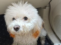 -宠福鑫康馨动物医院·骨科·眼科