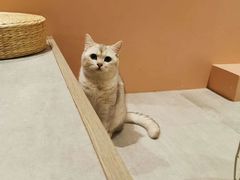 -猫儿山۰猫主题餐厅