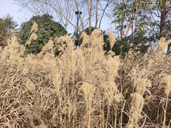 -迪士尼小镇