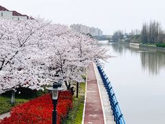 -高东镇樱花园