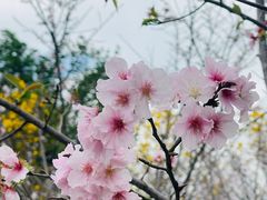 -天适樱花悠乐园