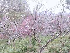 -南汇桃花村