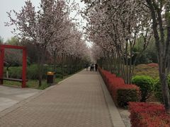 -洛阳市隋唐城遗址植物园