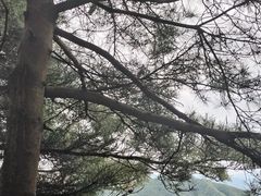 -王顺山国家森林公园