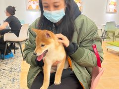 -Let's go狗咖·猫咖·奶狗·桌游(春熙路IFS店)