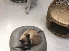 -飞行喵MR PILOT|猫舍·猫咖(静安大融城店)