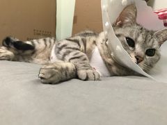 -纳吉亚猫专科动物医院博雅分院