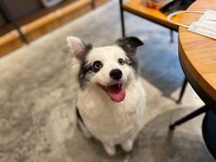 -瑞鹏宠物医院犬猫全科(真大分院)