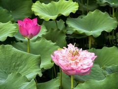 -莲花池公园