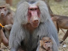 -广州长隆野生动物世界