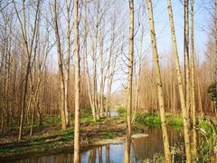 -桤木河湿地公园