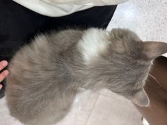 -飞行喵MR PILOT|猫舍·猫咖(静安大融城店)