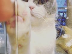 -帕帕拉兹宠物(亚洲旗舰店)