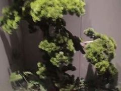 -阿五黄河大鲤鱼(海尚店)