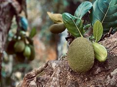 -中国科学院西双版纳热带植物园