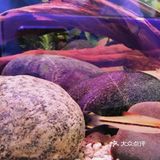 听说夏天遛娃和海洋馆更配哦！
