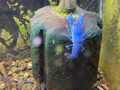-上海大自然野生昆虫馆(东方明珠·爬宠昆虫探索中心)