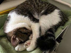 -pd派德宠物中心医院24H急重症·眼科中心·血液透析中心(嵩山北路店)