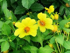 -北纬44度·金珠花海休闲农业旅游景区