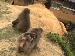 -岚山猴子公园