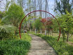 -合肥滨湖国家森林公园