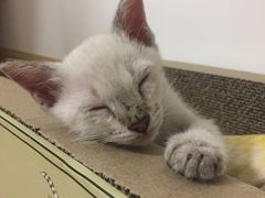 -艾贝尔宠物医院·狂犬免疫点(江山金象城店)