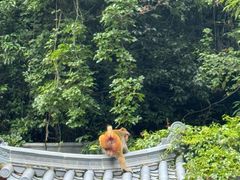 -黔灵山公园