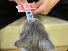 -藏猫猫咖啡主题馆(中央大道店)