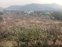 -香雪海