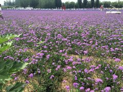 iphone_upload_pic-北京东方普罗旺斯薰衣草庄园