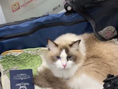-四月宠物医院·猫专科·心脏专科·内科(转塘店)