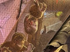 -正佳雨林生态植物园