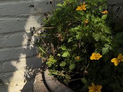 -天然居(伦教店)