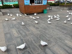 -天津妈祖文化园