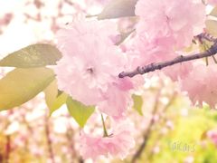 -天鹅湖体育公园