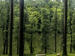 -三水森林公园