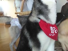 -Husky Go! 哈士奇体验馆·宠物咖啡厅狗咖