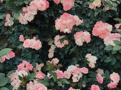 -人民公园(罗湖区)