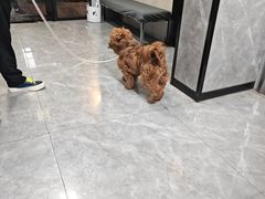 -半岛宠物医院24小时(白果林店)
