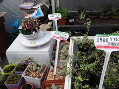 -龙大花卉苗木市场