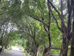 -张坝桂圆林公园